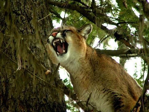 A mountain lion is sitting in a tree with its mouth open.