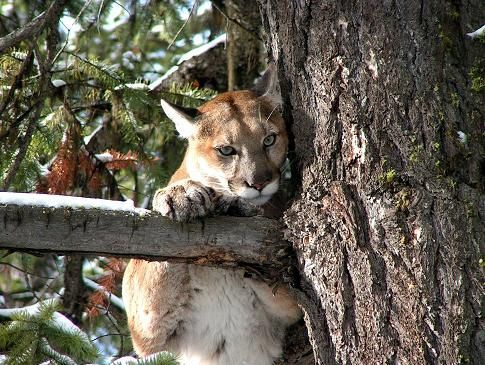 A mountain lion is sitting on a tree branch looking at the camera.