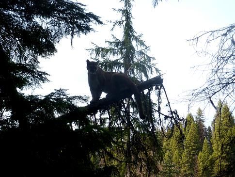 A cat is sitting on a tree branch in the woods.