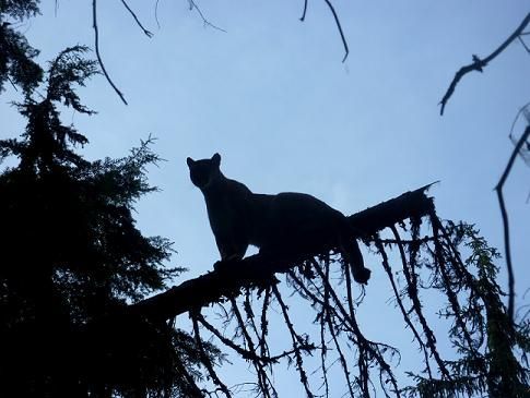 A silhouette of a cat sitting on a tree branch