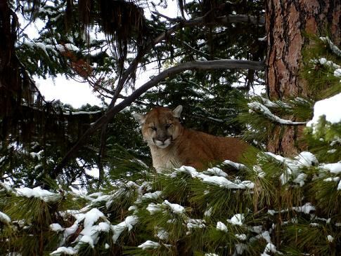 A mountain lion is sitting on top of a snow covered tree.