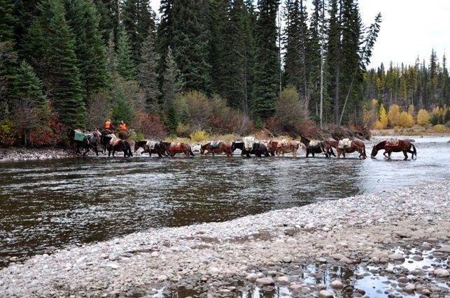 A herd of horses are crossing a river in the woods.