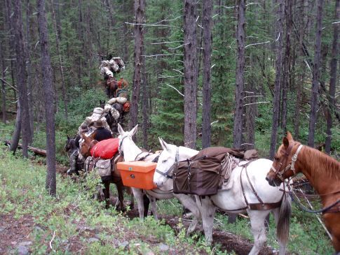 A group of horses carrying a cooler in the woods