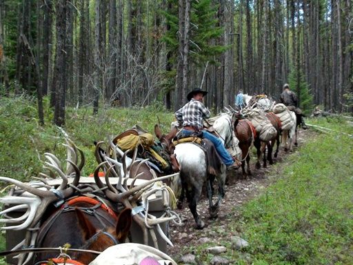 A man is riding a horse on a trail in the woods