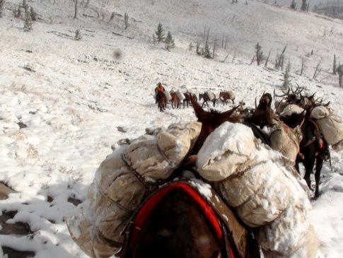 A group of horses are carrying bags in the snow