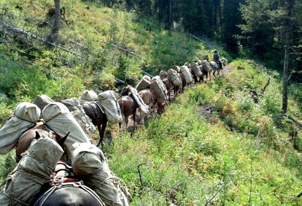 A row of horses are walking down a grassy hill.