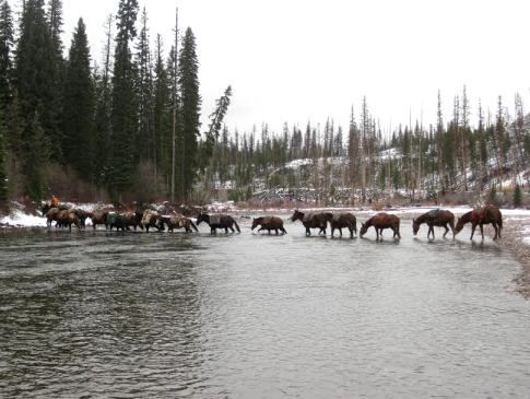 A herd of horses are walking across a river