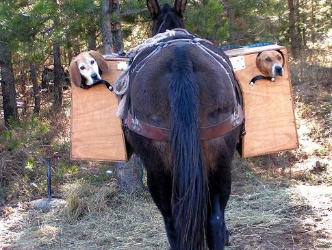 Two dogs are sitting on the back of a horse.