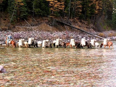 A herd of horses are standing in a river.