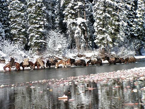 A herd of horses are crossing a river in the snow.