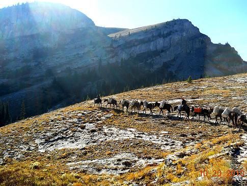 A herd of horses standing on top of a rocky hill.