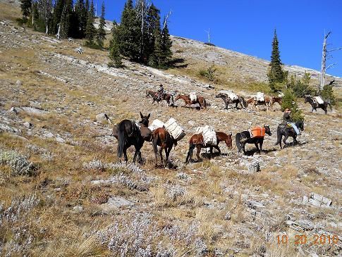 A herd of horses standing on top of a hill.