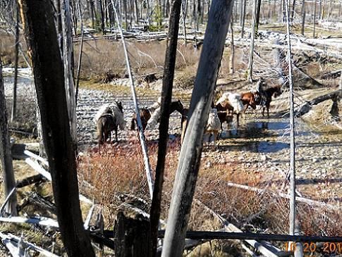 A herd of horses are standing in the woods near a river.