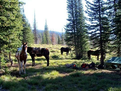 Two horses standing in a grassy field with trees in the background