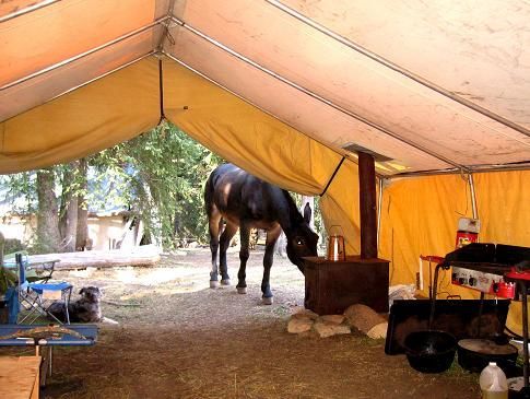 A horse is standing inside of a tent eating grass