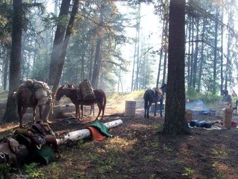 A group of horses are standing in a forest