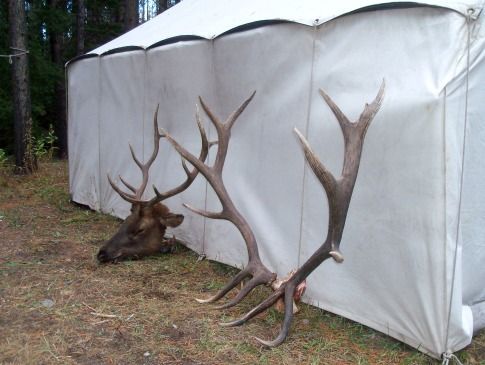A deer with antlers laying in front of a white tent