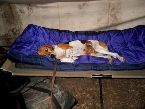 A dog is laying in a blue sleeping bag