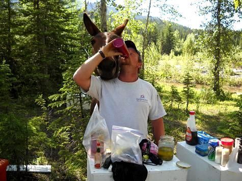 A man drinking from a bottle next to a horse