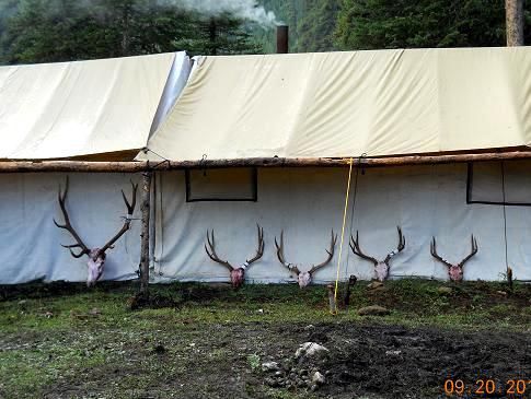 A tent with deer antlers on the side of it