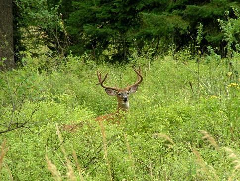 A deer is standing in a field of tall grass.