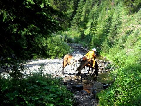A man is riding a horse through a stream in the woods.