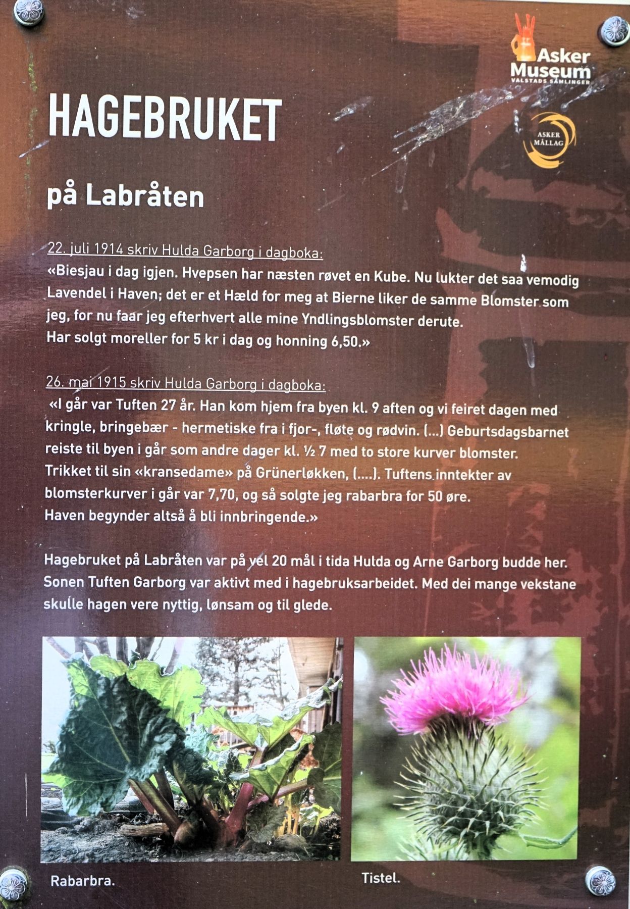 Vi har i dag flere av Hulda Garborgs dagbøker. Det er interessant å lese om da hun synes hagebruket begynte å bli innbringende: Hadde solgt for 50 øre rabarbra!