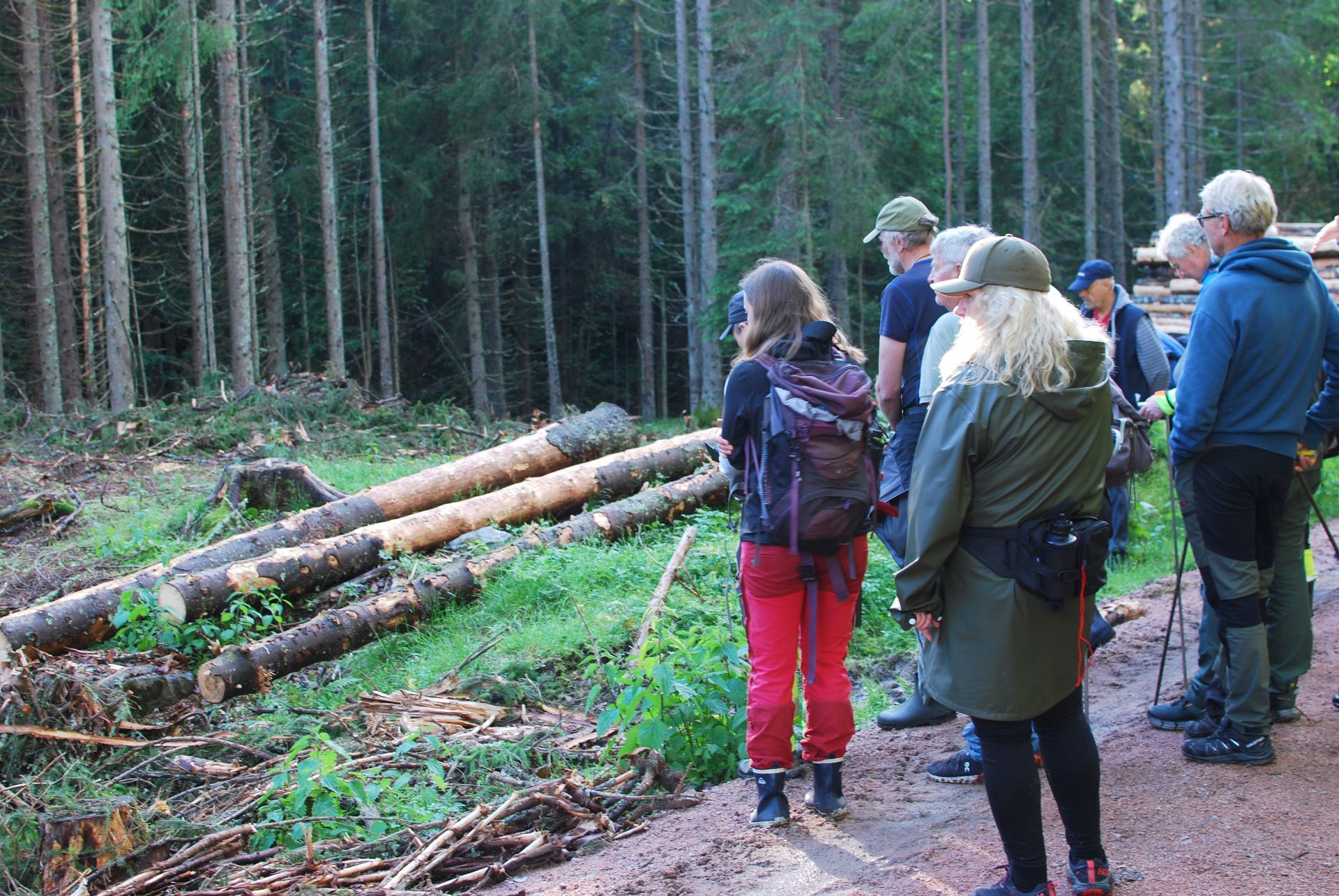 Dette er helt klart et hogstfelt, men er det noe mer her? Uten å gjøre noen prøvestikk er det umulig å si.