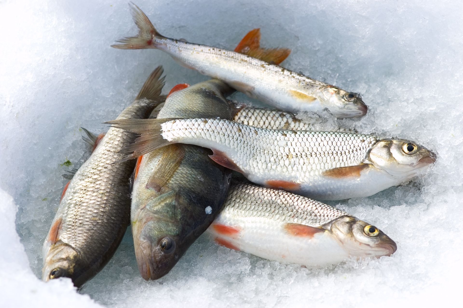 A bunch of fish are laying on top of each other in the snow.