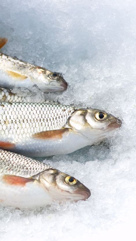 Three fish are sitting on top of a bed of ice.