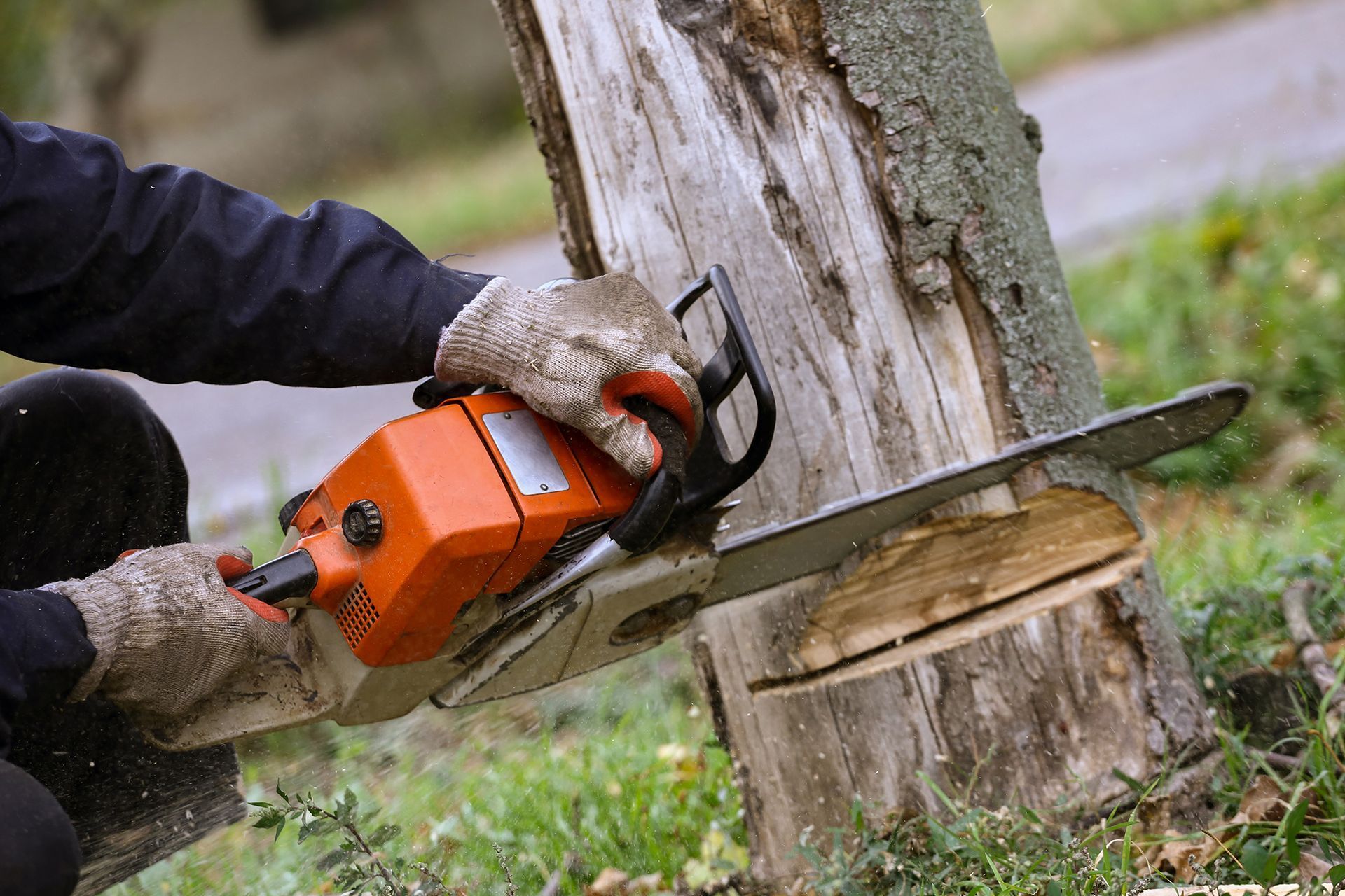 Cutting Tree With a Chainsaw