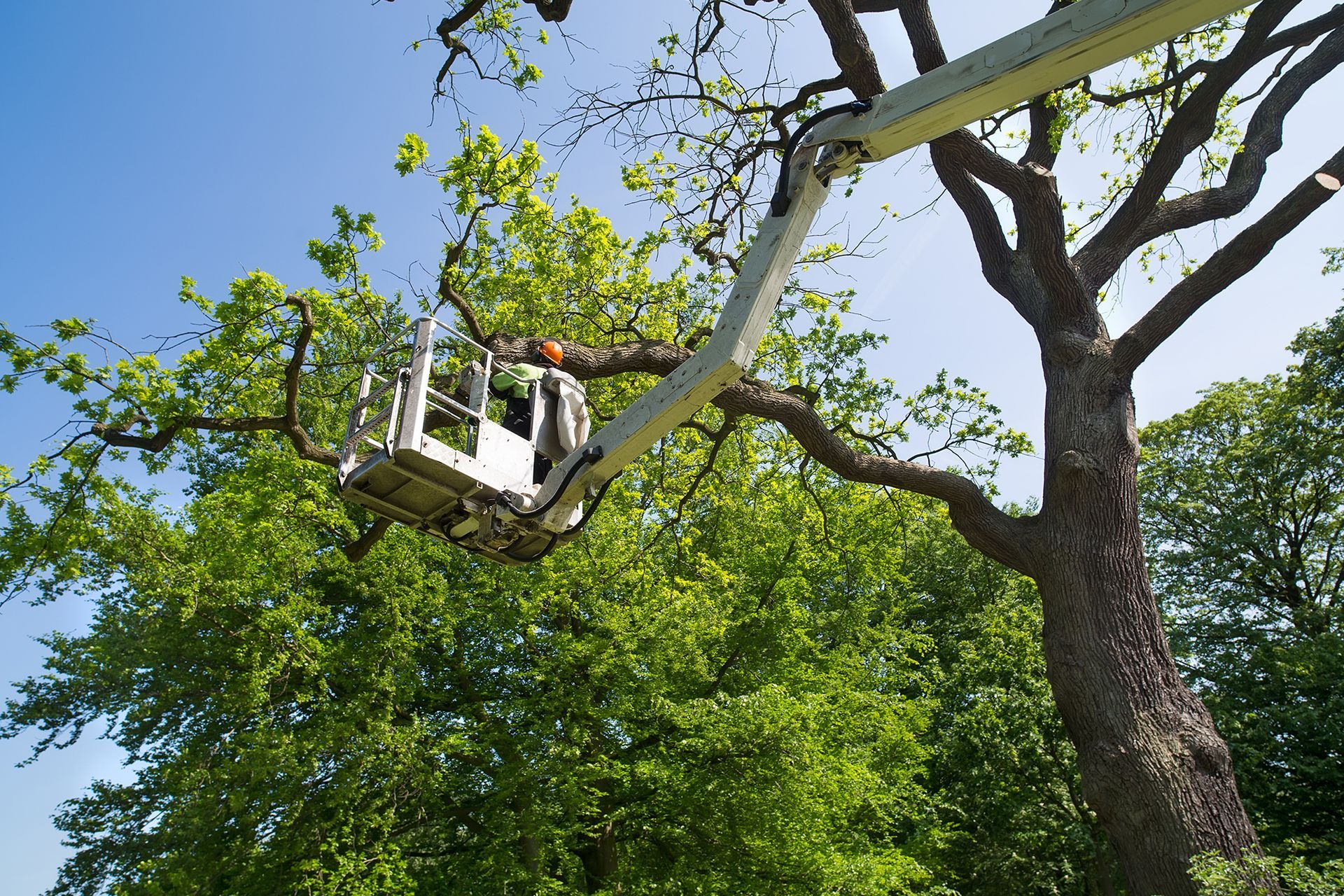 Person in a Bucket Truck Cutting a Tree Branch