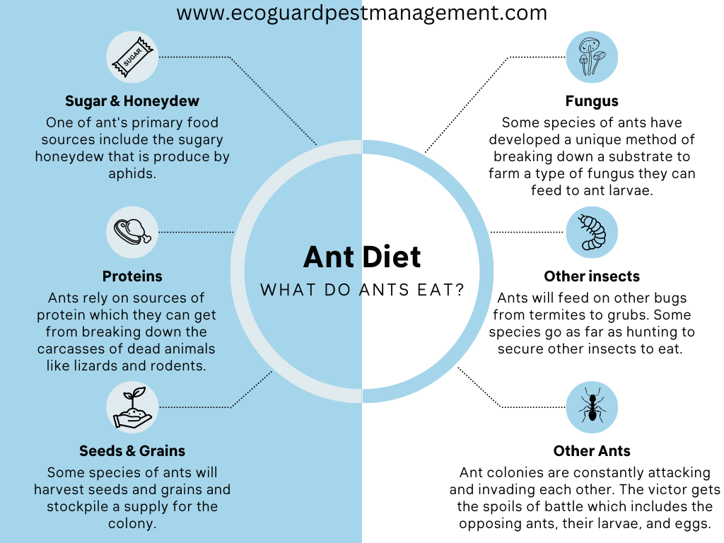 diagram identifying the most common things that ants eat