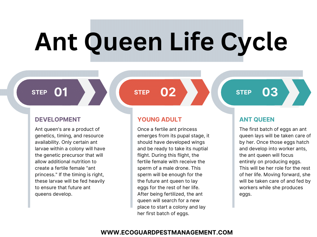 diagram that explains the different stages of the ant queen life cycle