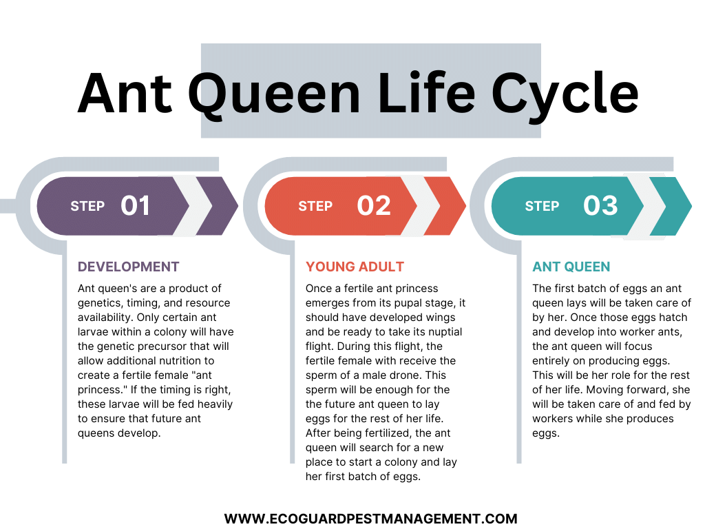 Ant Queen Life Cycle 640w What If a Queen Ant Dies