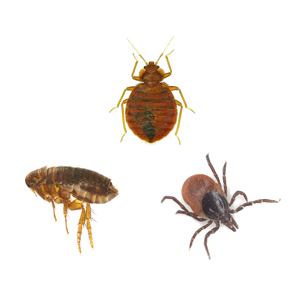 ticks vs fleas vs bed bugs