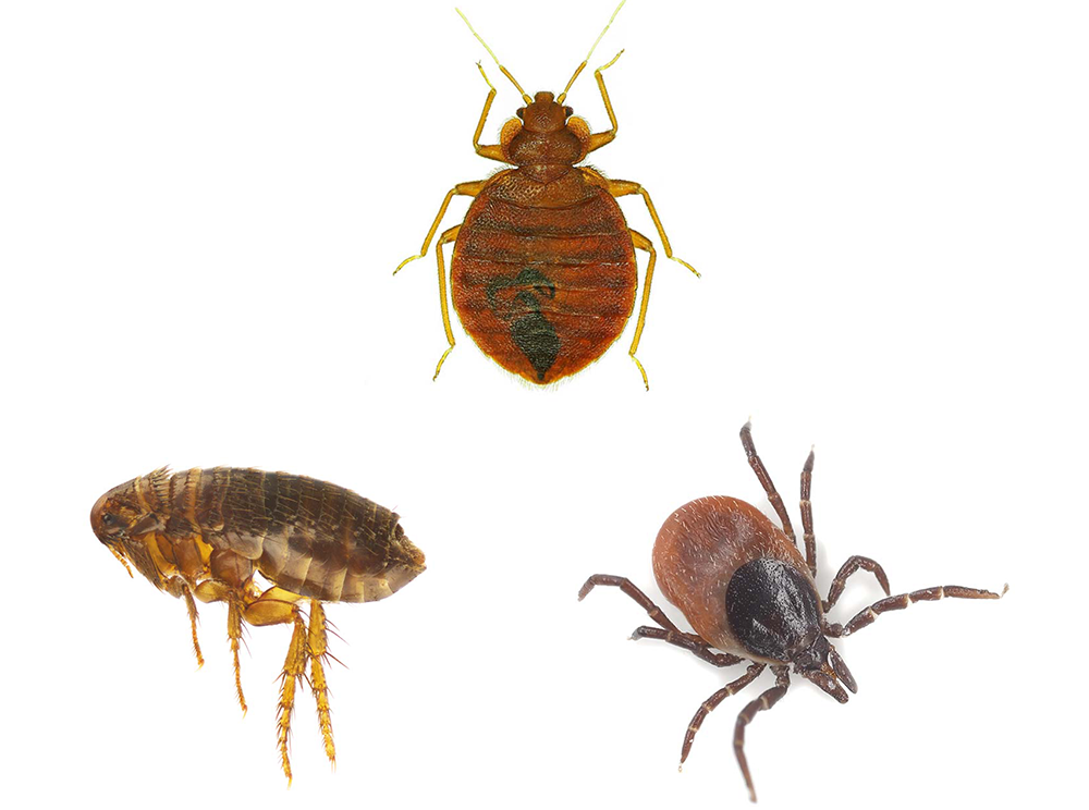 Dog Flea Vs Bed Bug Dog Fleas In Bed Clearance