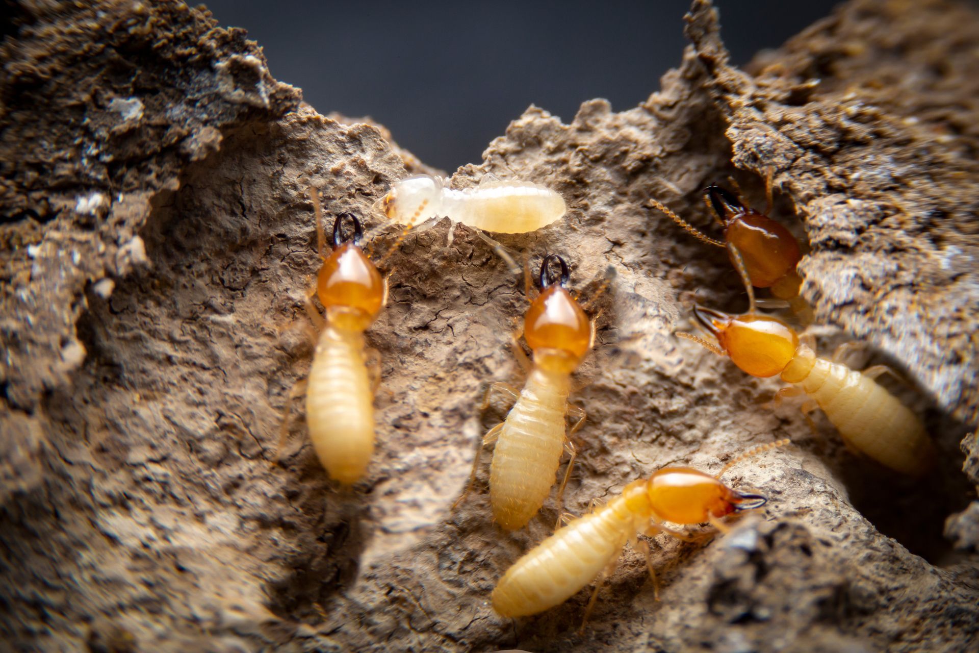 active termites