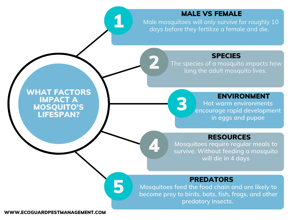 diagram that highlights what factors can impact a mosquito’s lifespan.