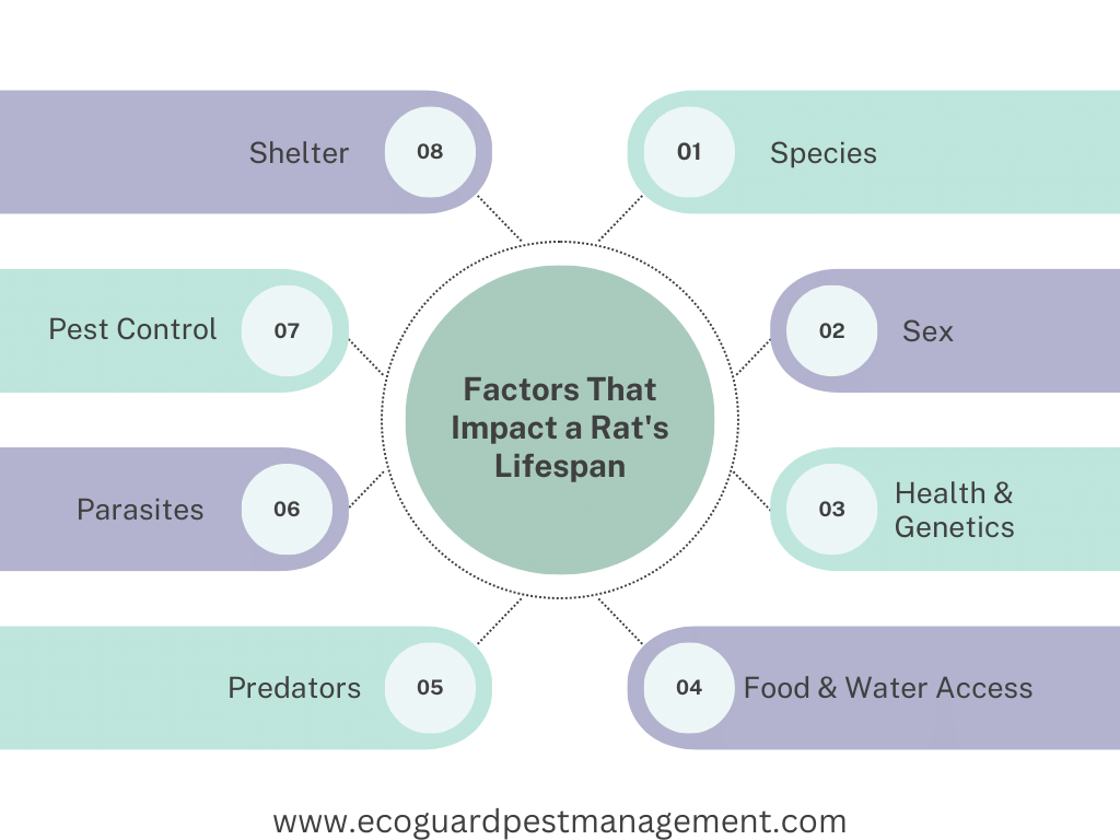 https://lirp.cdn-website.com/e15ed933/dms3rep/multi/opt/Factors-That-Impact-a-Rat-s-Lifespan-640w.png