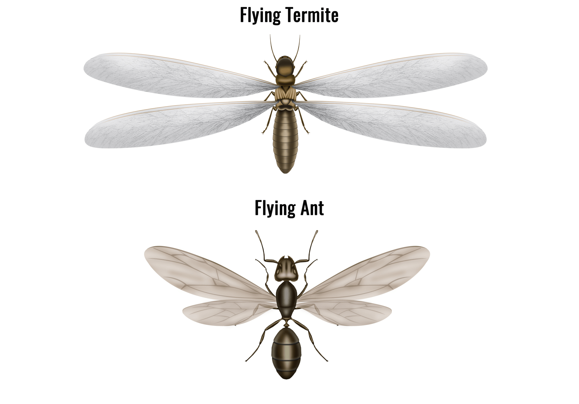 Ant vs Termite