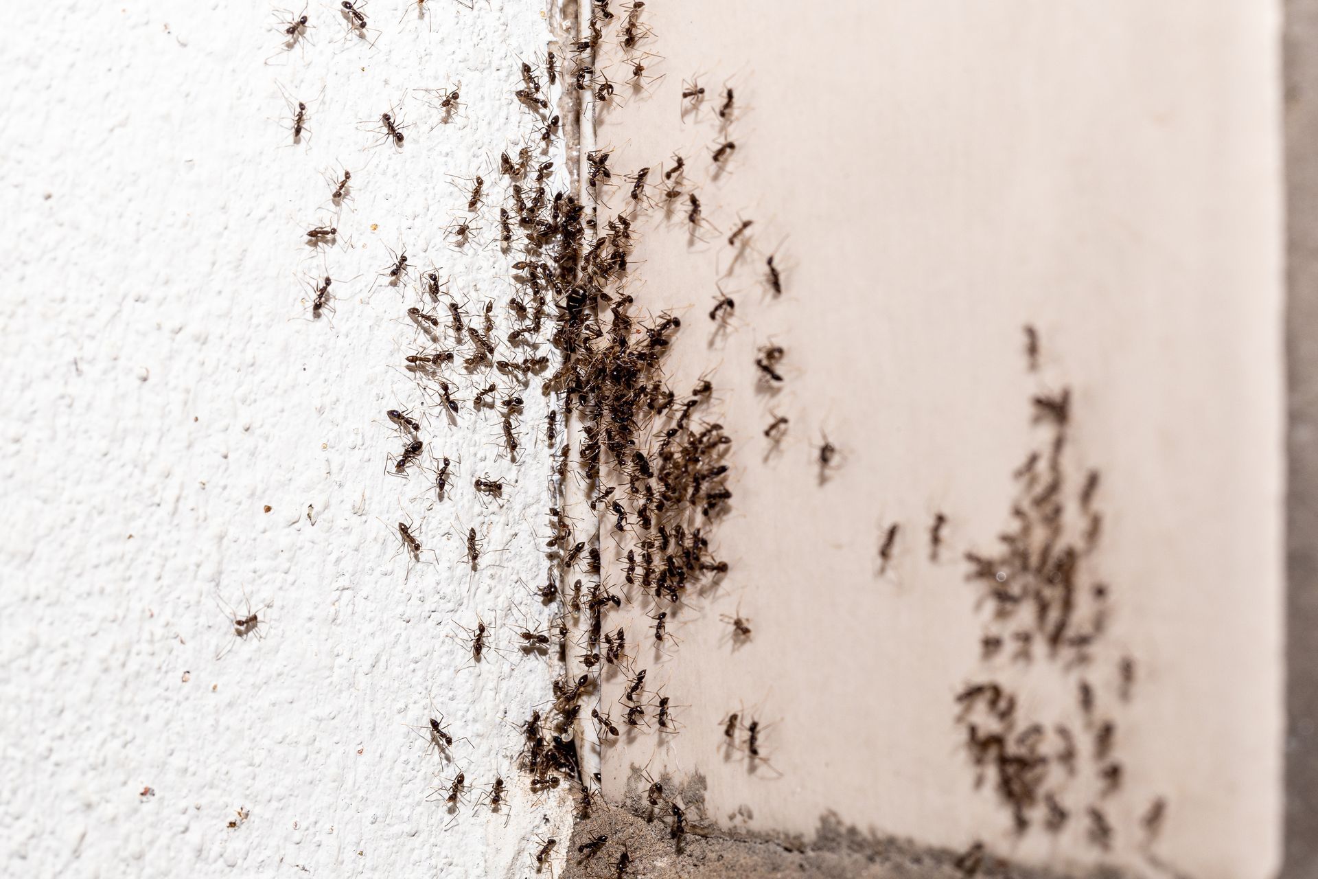 ants entering a house