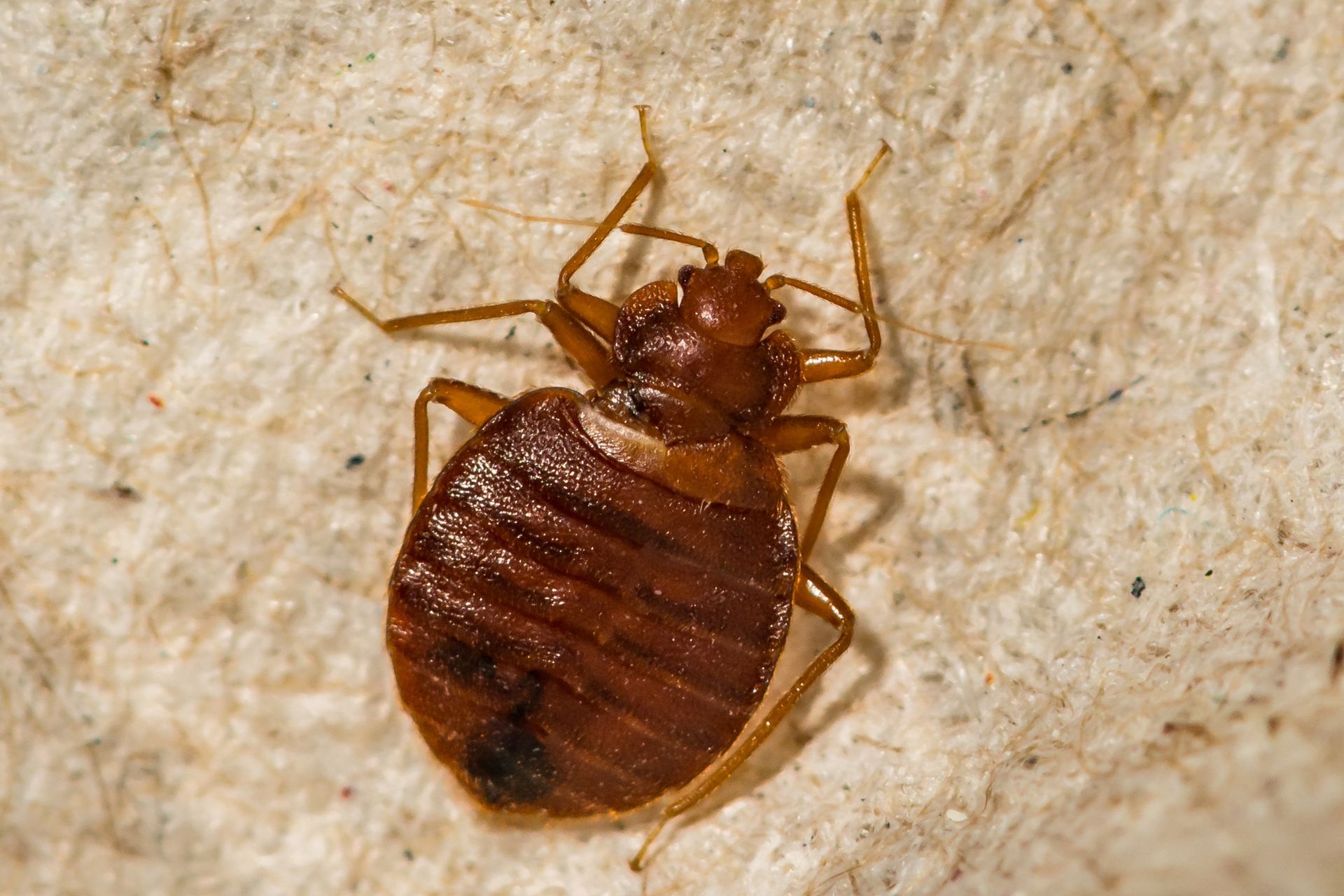 bed bug living without food