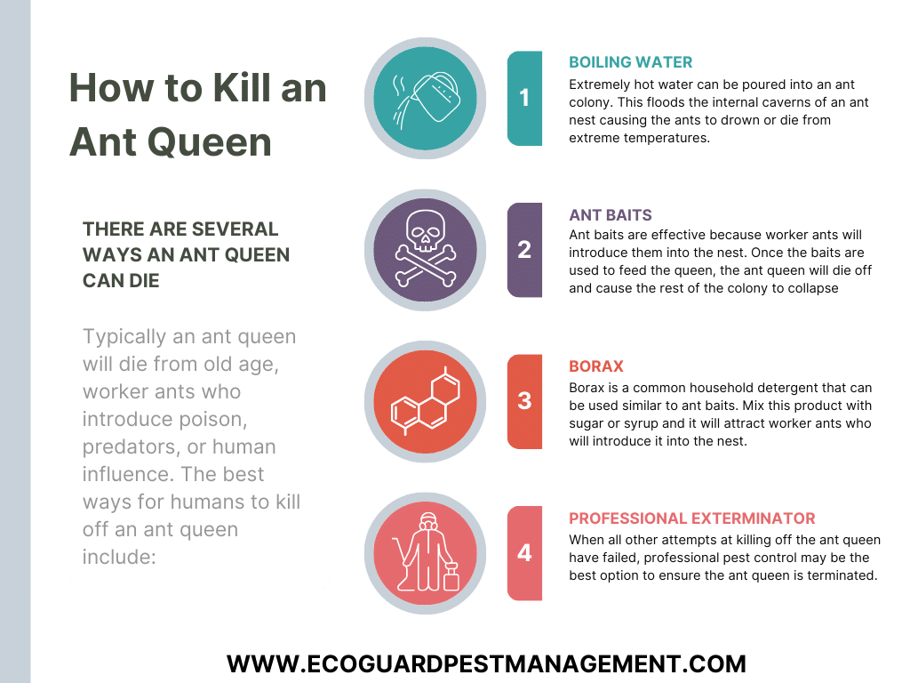 diagram that shows the different ways to kill an ant queen