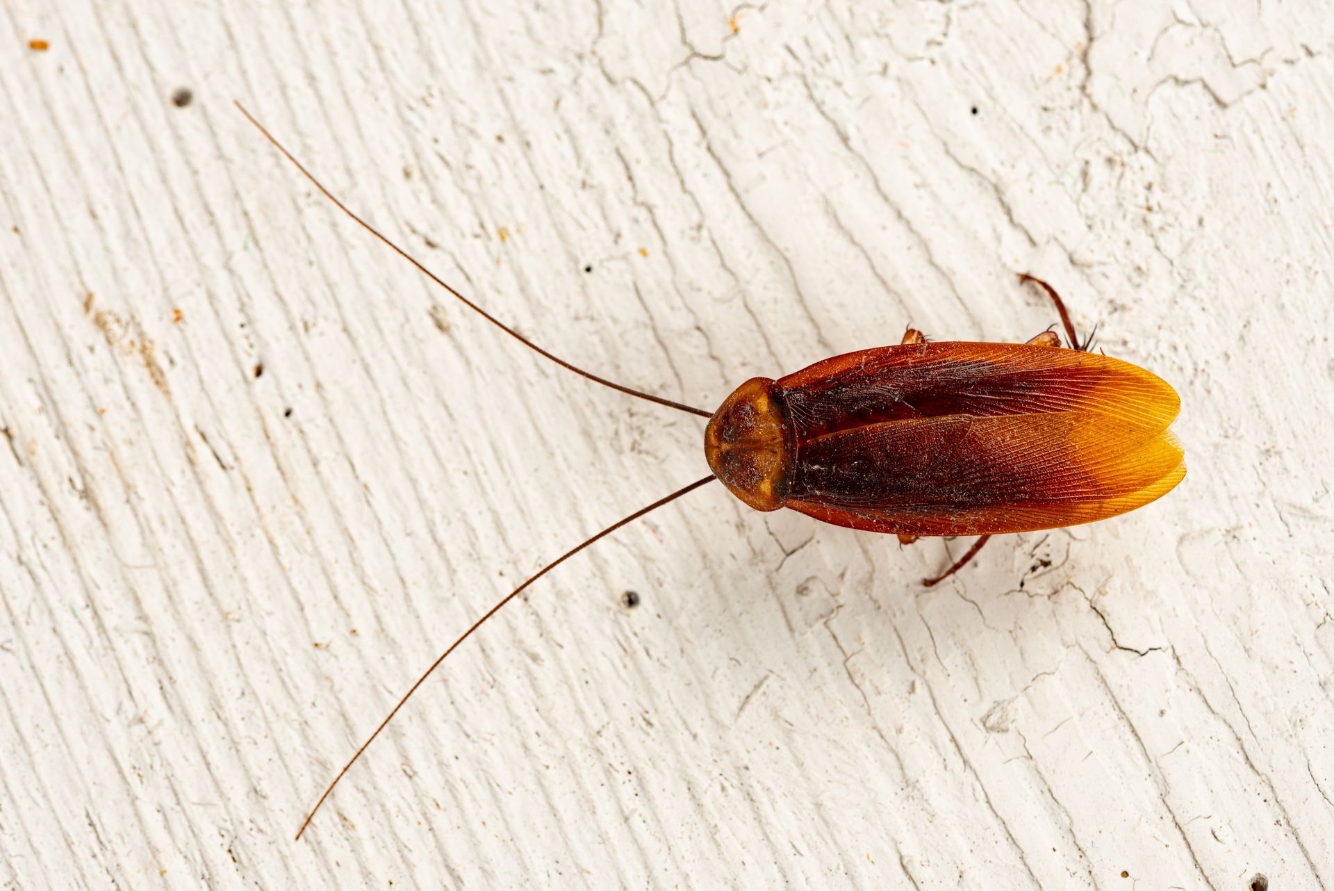 Palmetto Bugs vs Cockroach: Is a Palmetto Bug a Cockroach?