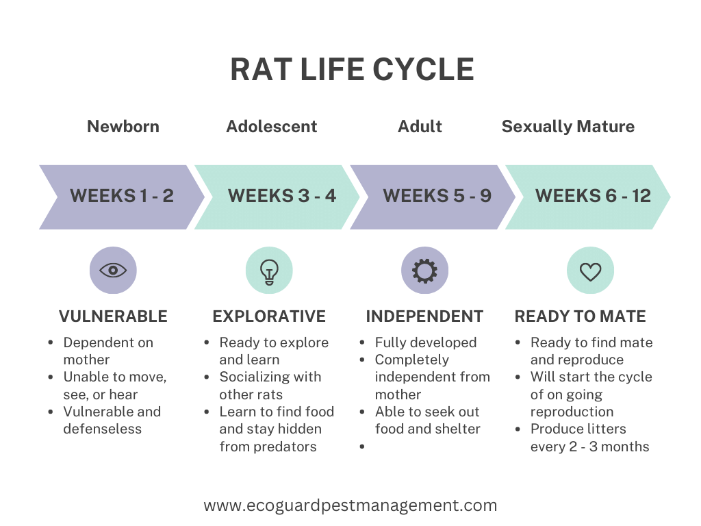 diagram that shows the different stages of the rat life cycle.