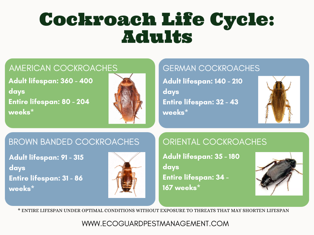 diagram that highlights the final stage of the cockroach life cycle for American cockroaches, German cockroaches, brown banded cockroaches, and oriental cockroaches.