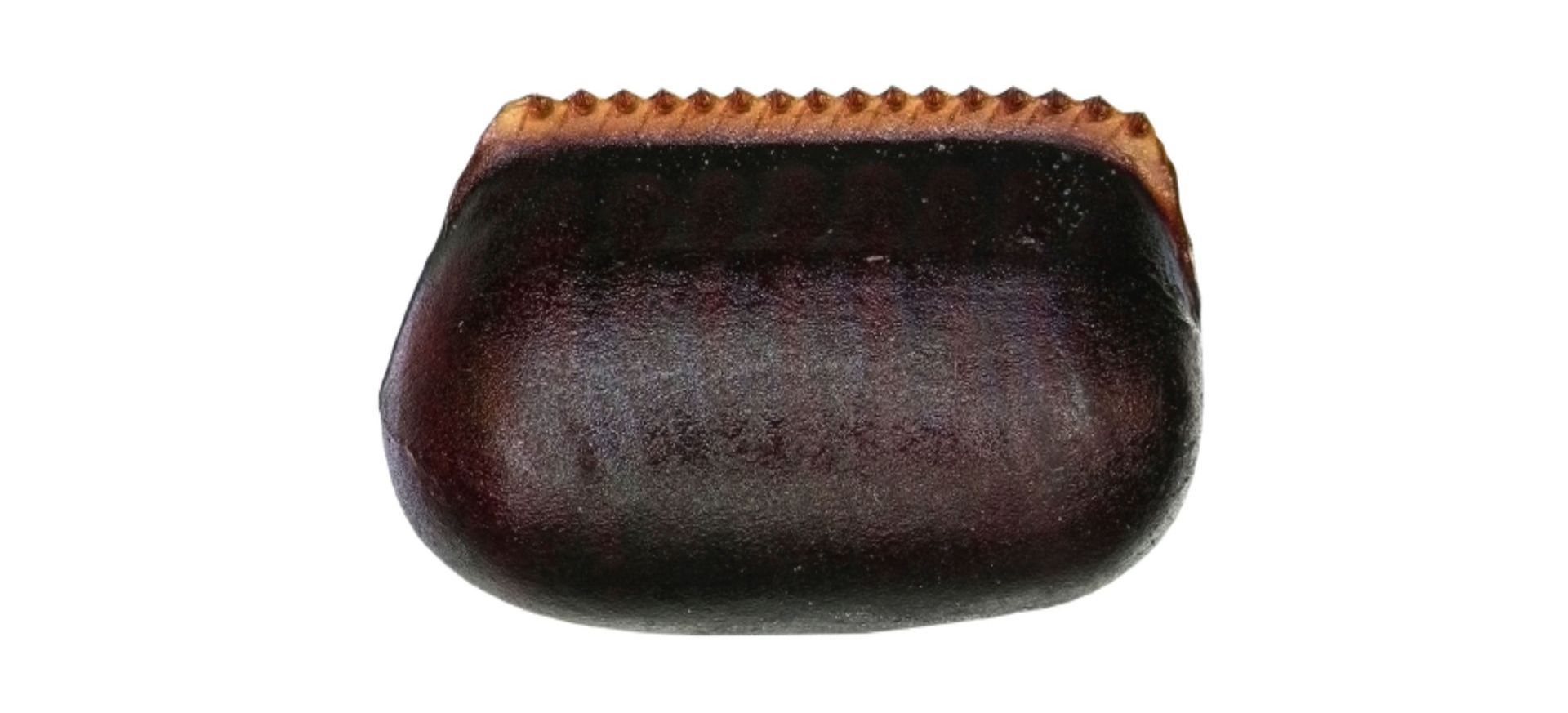 image of American cockroach egg