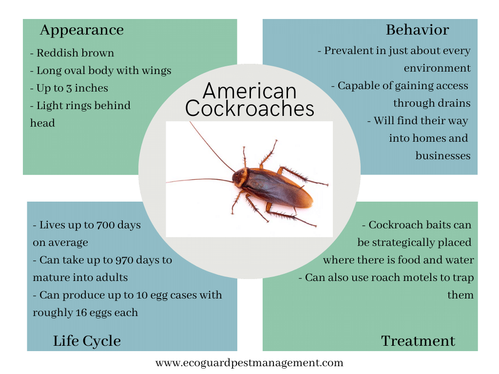 diagram that describes american cockroaches