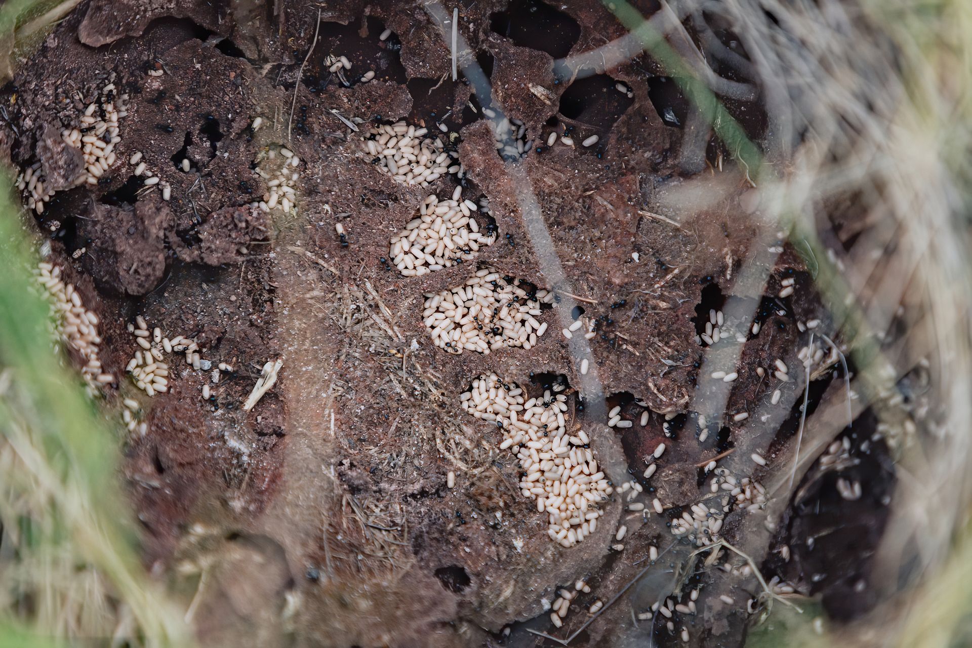 ant colony structure